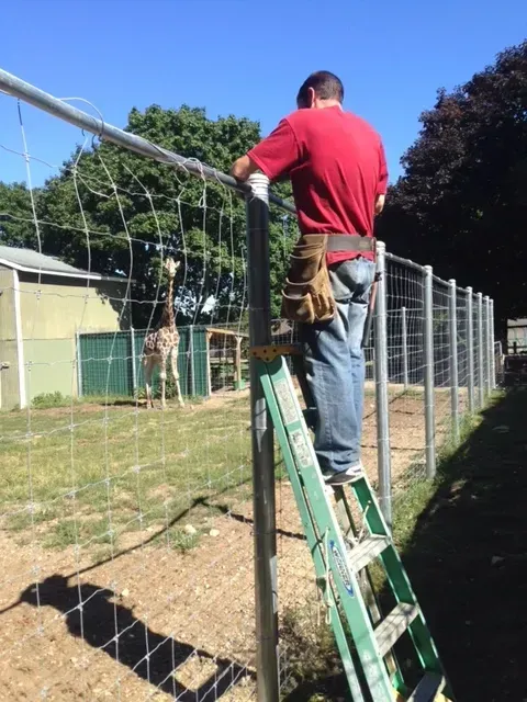 A man on a ladder working on a fence with a giraffe in the background