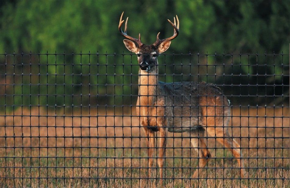 A deer standing behind a wire fence looking at the camera