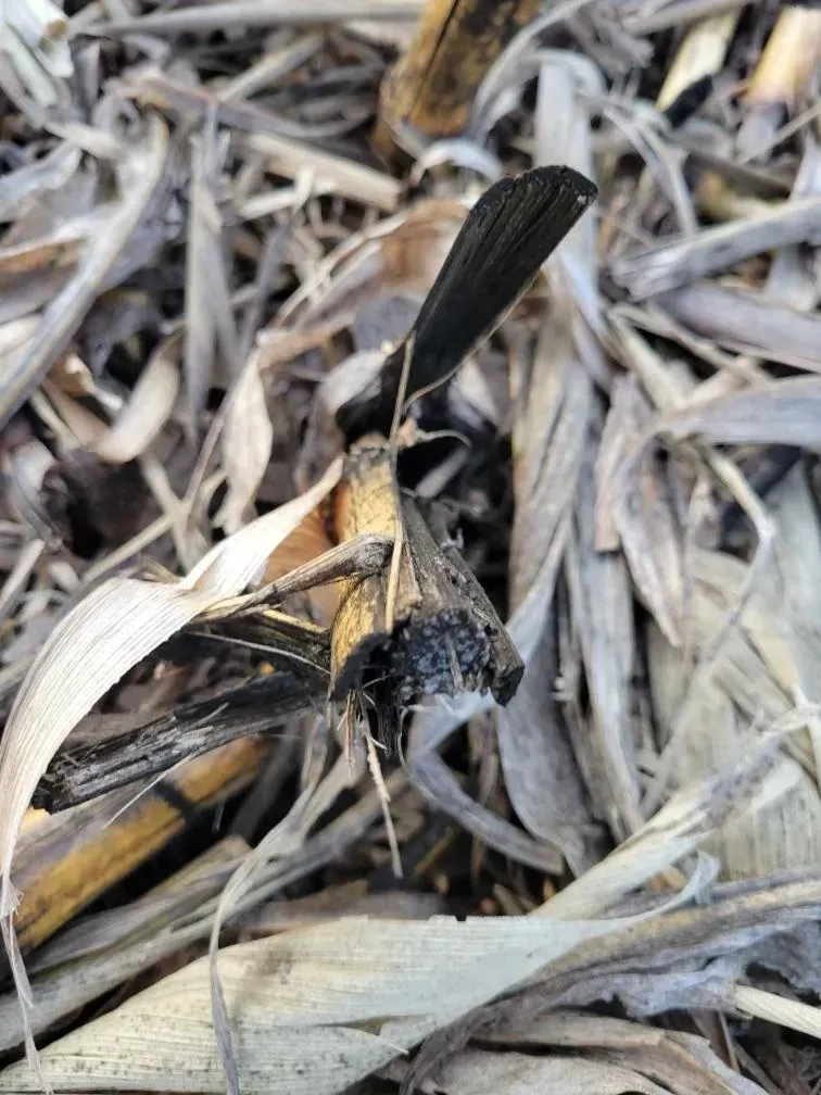 A mosquito is sitting on top of a pile of dried leaves.