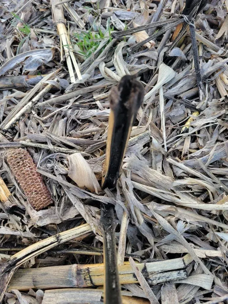 A pile of sticks and leaves on the ground.