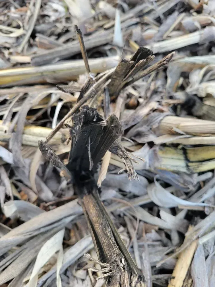 A close up of a bug sitting on top of a pile of leaves.