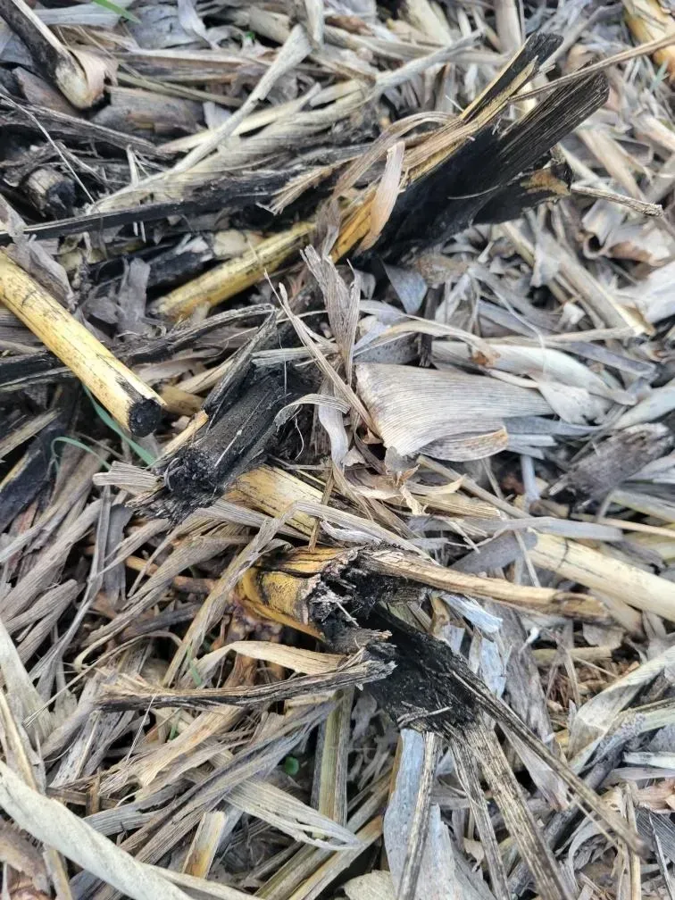 A pile of sticks and leaves on the ground.