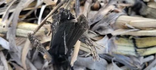 A close up of a bird sitting on top of a pile of leaves.