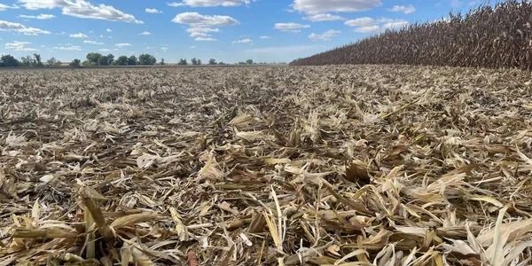 A field of corn is ready to be harvested on a sunny day.