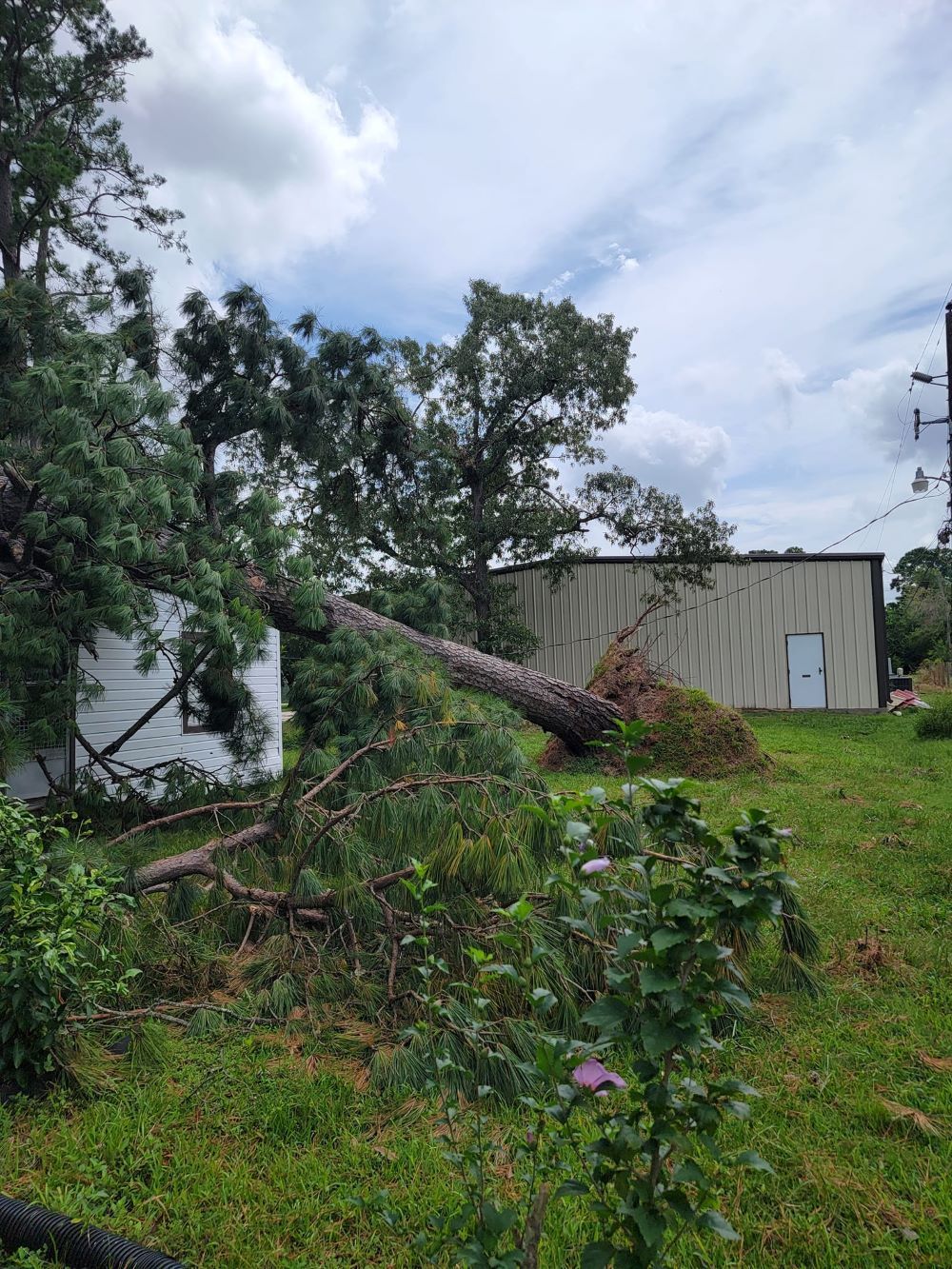 A tree that has fallen in the grass in front of a building.