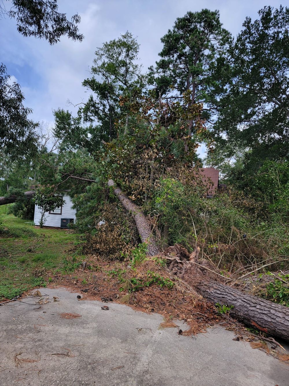 A tree has fallen on the side of a road in front of a house.