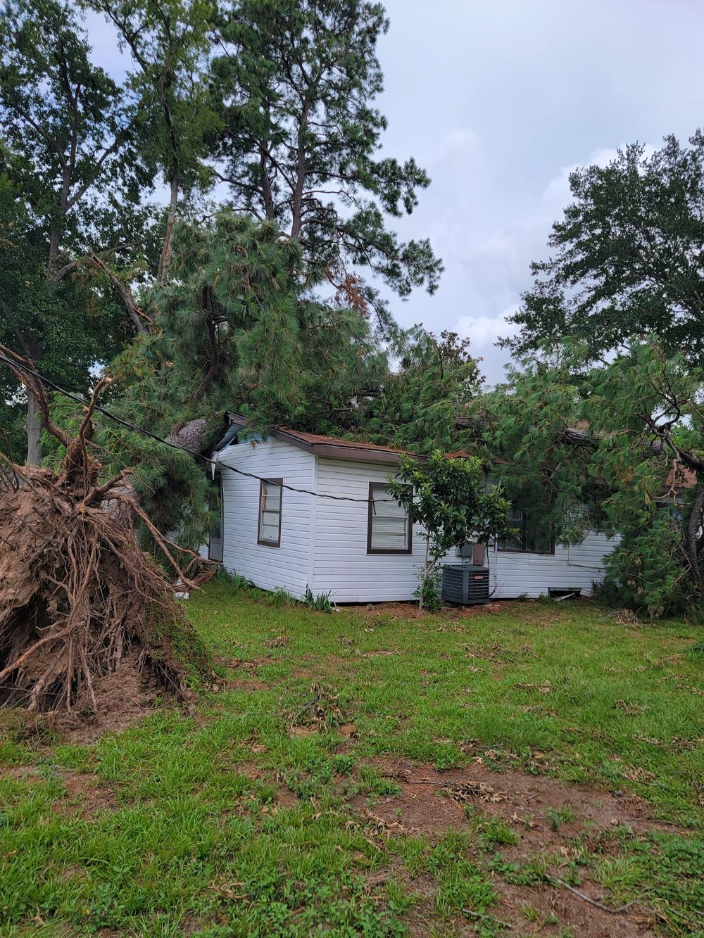 A house with a tree fallen on top of it.