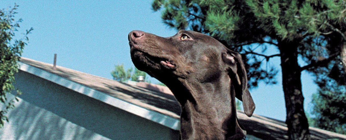 A brown dog is sitting in the grass in front of a house