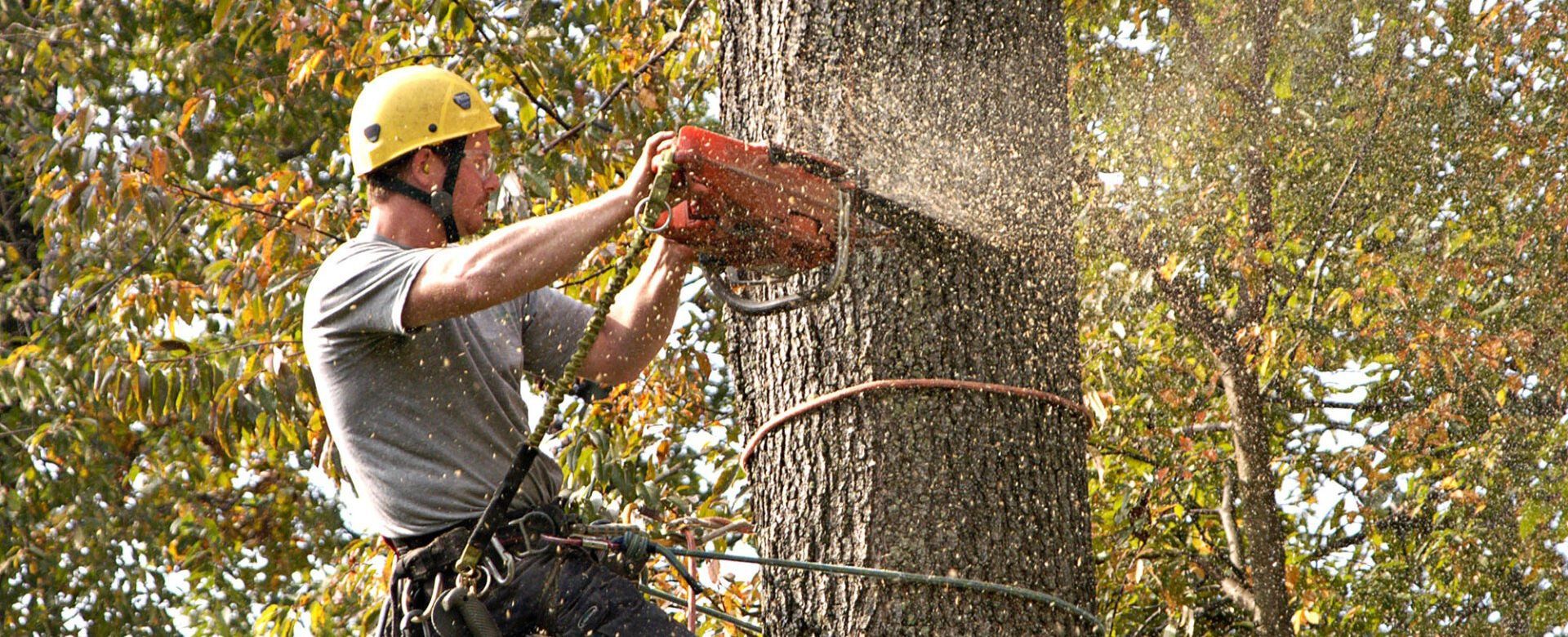 A man is cutting a tree with a chainsaw.