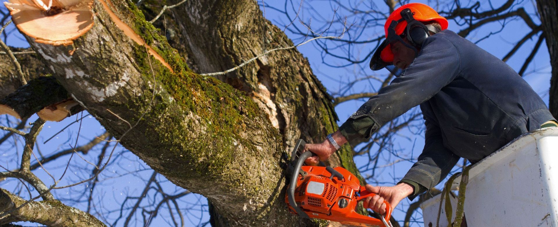 A man is cutting a tree with a chainsaw.