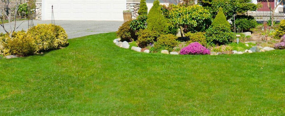 A lush green lawn with trees and bushes in front of a house.