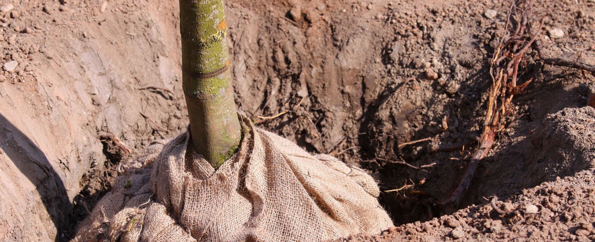 A tree is being planted in a hole in the ground.