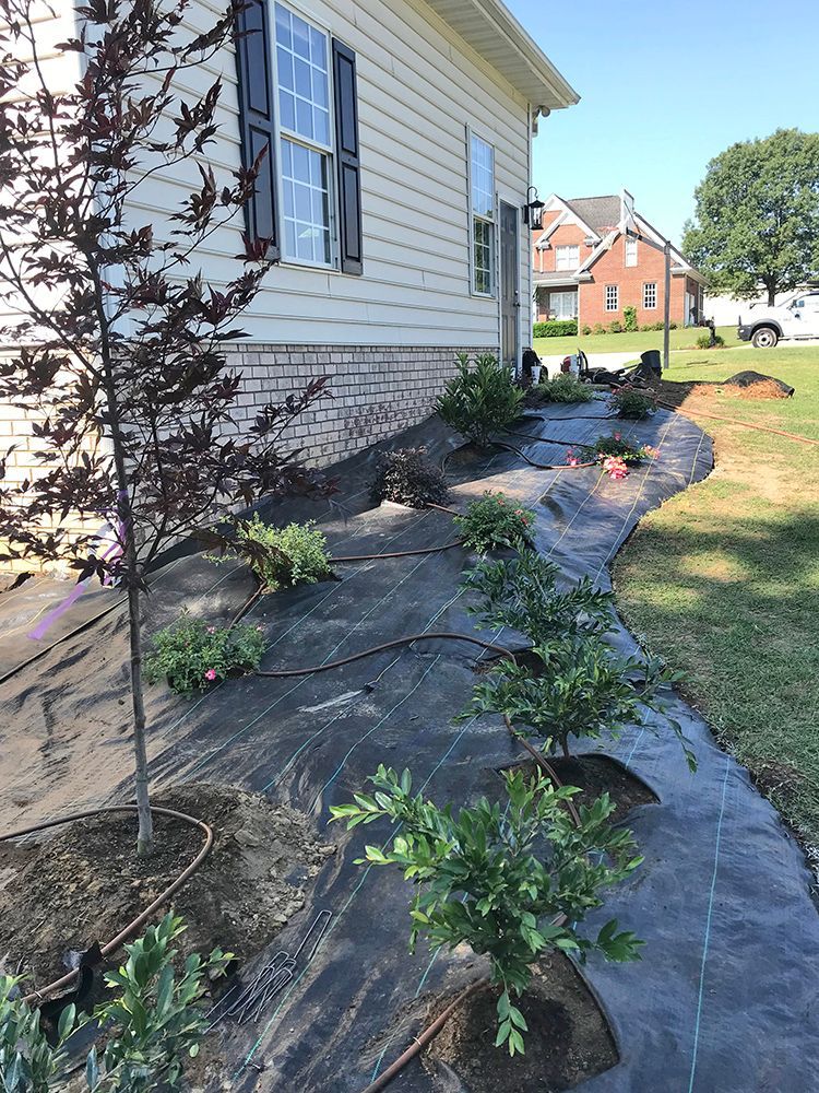 A row of trees are being planted in front of a house.