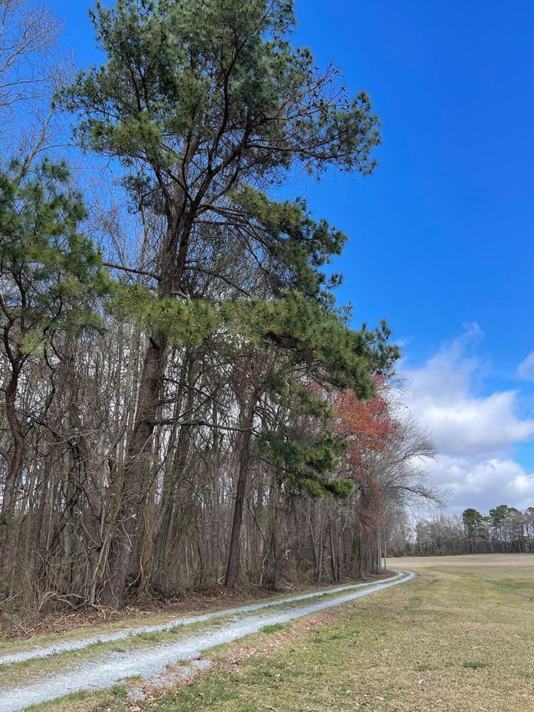 A dirt road going through a field surrounded by trees on a sunny day.
