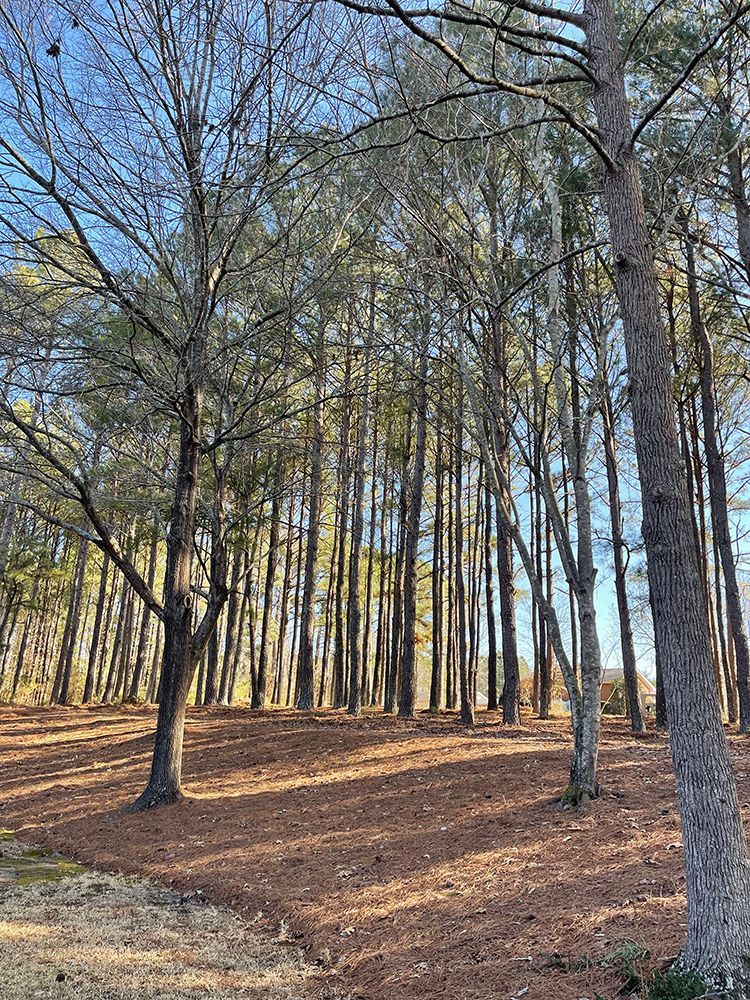 A forest filled with lots of trees and leaves on a sunny day.