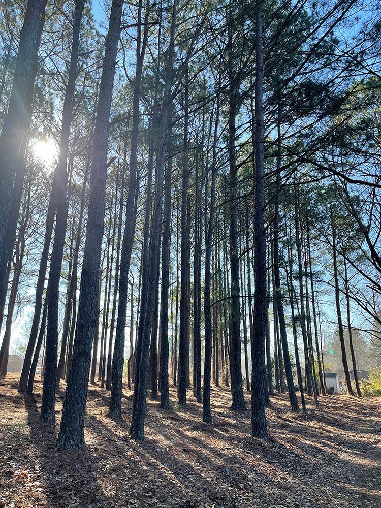 The sun is shining through the trees in the forest.