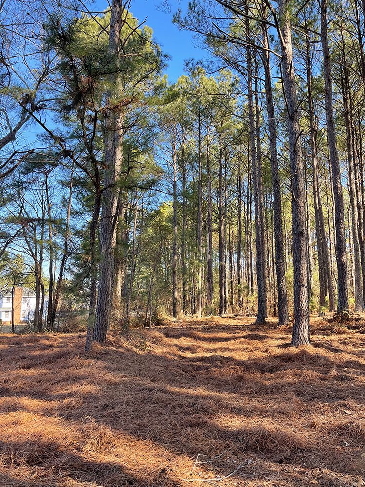 A forest filled with lots of trees and pine needles on a sunny day.