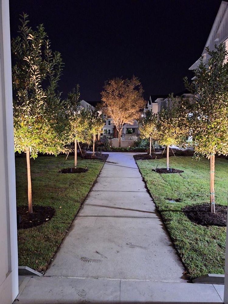 A row of trees are lit up at night along a sidewalk.