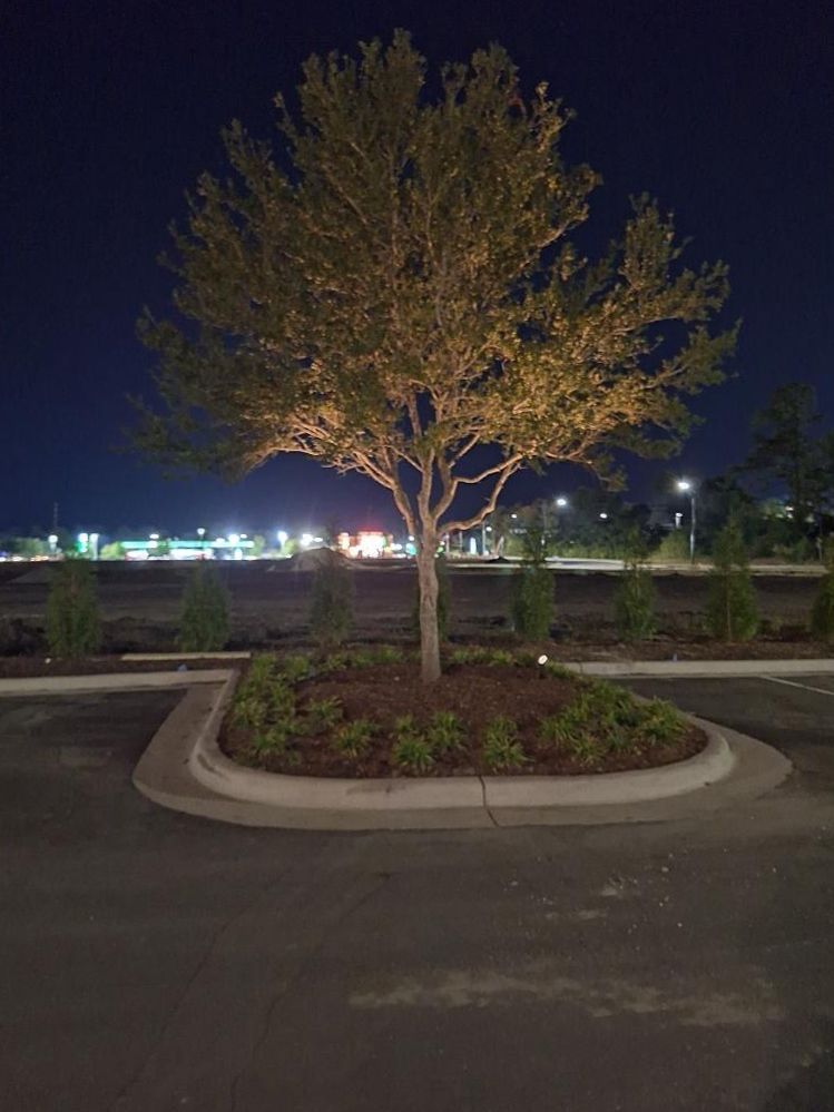 A tree is lit up in a parking lot at night.