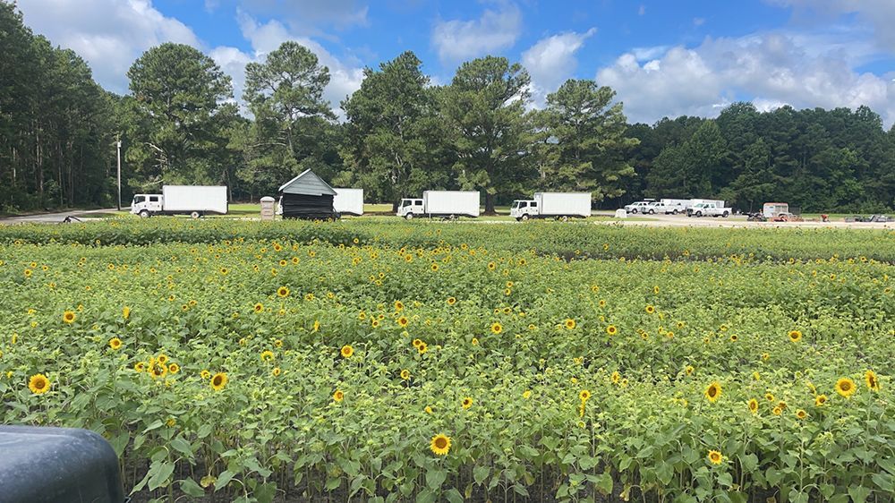 A field of sunflowers with trucks parked in the background.