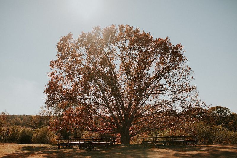 A large tree with a lot of leaves is in the middle of a field.