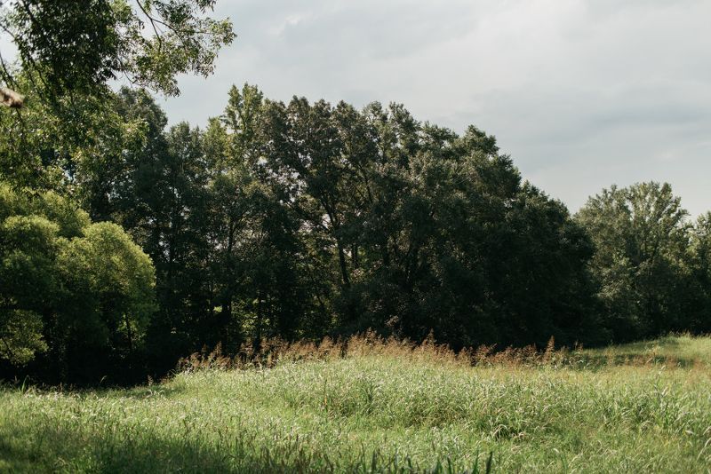 A grassy field with trees in the background on a cloudy day.