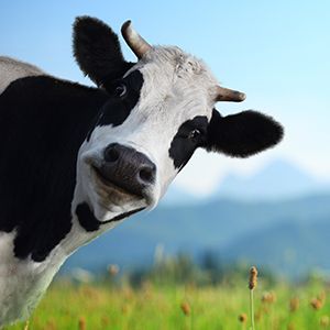 a black and white cow with horns is standing in a field and looking at the camera .