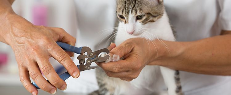 a person is cutting a cat 's nails with scissors .