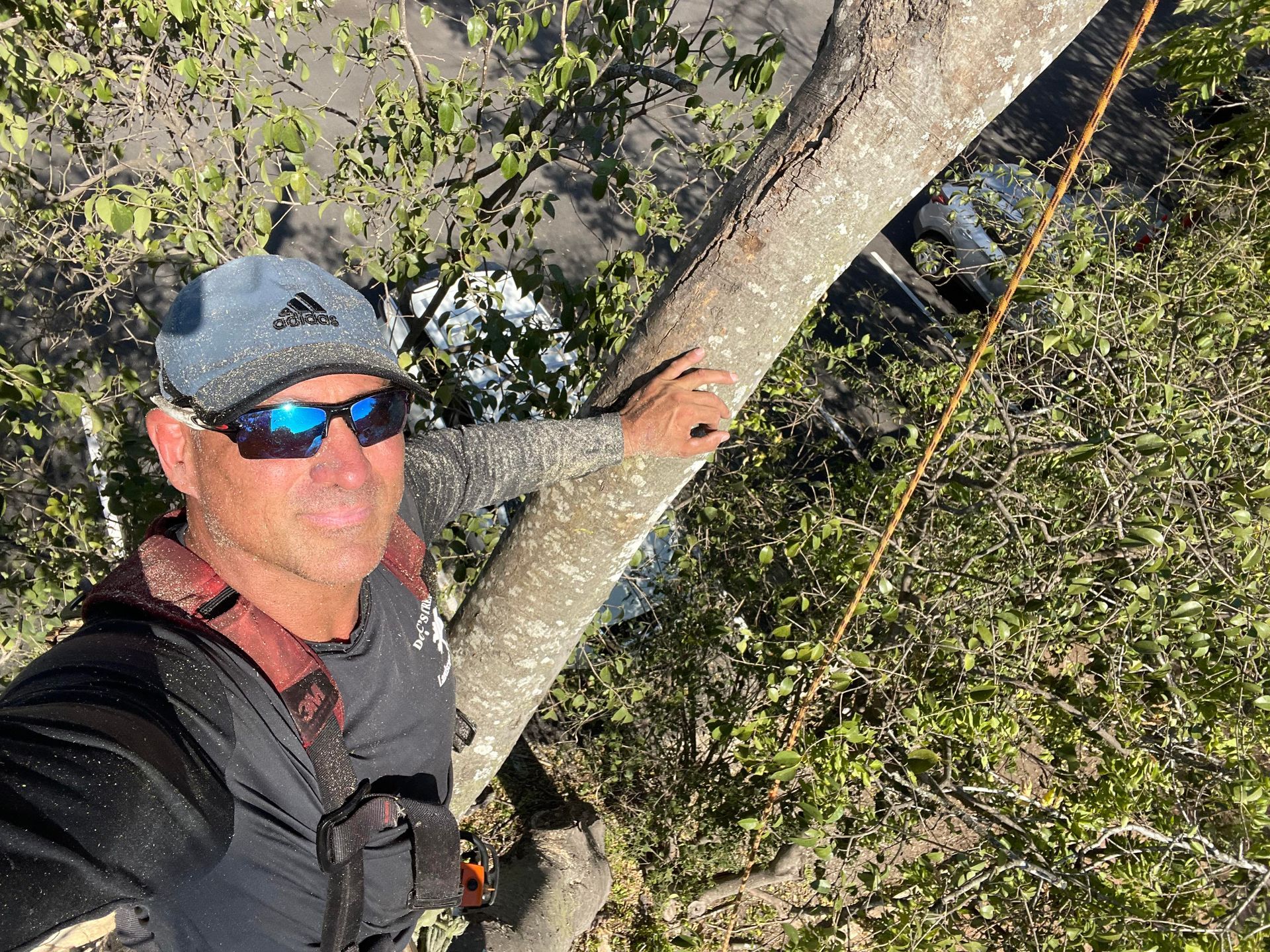 Tree Service