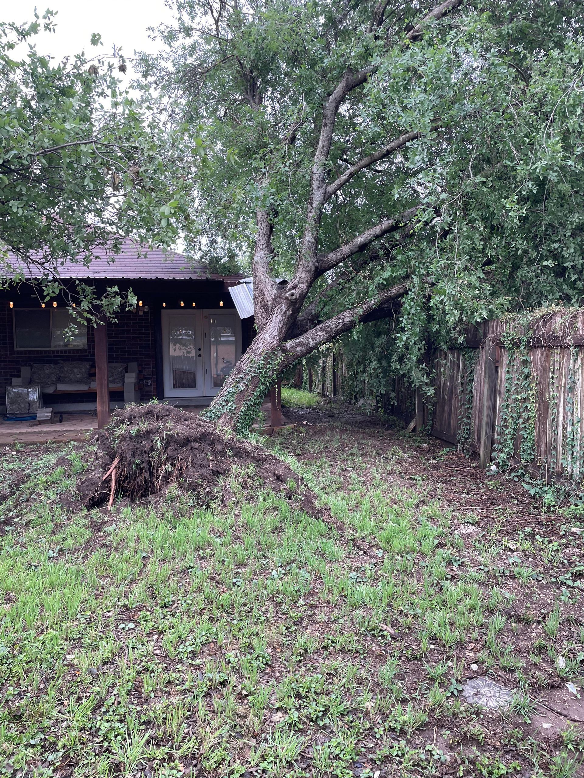 Tree Service