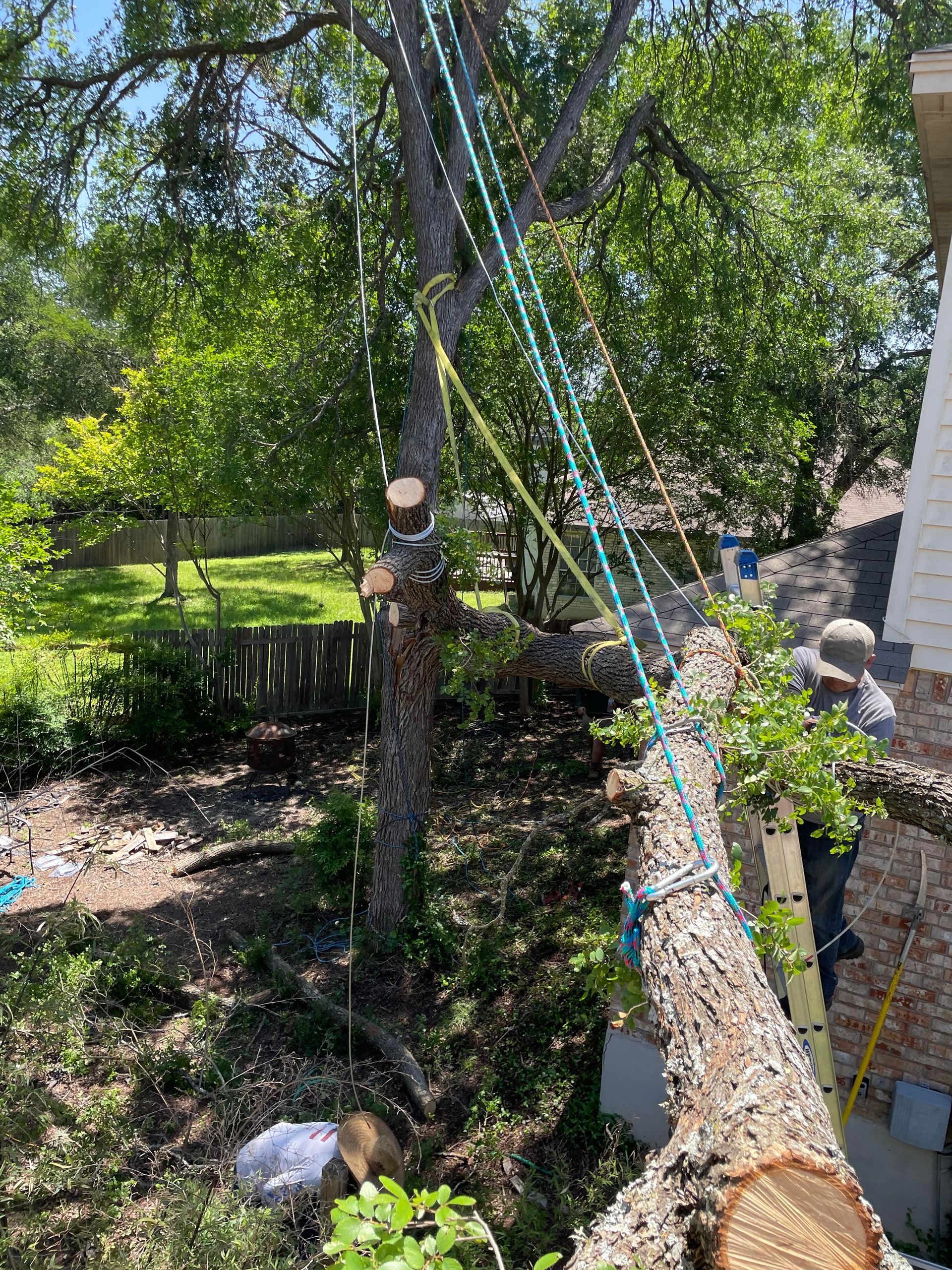 Tree Service