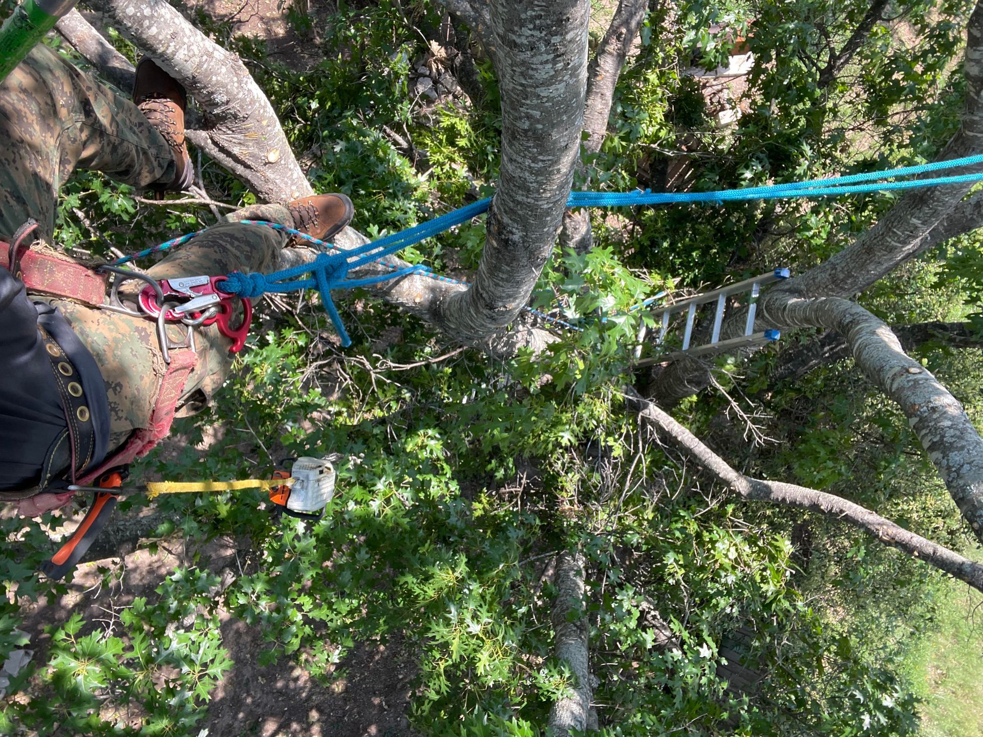 Tree Service