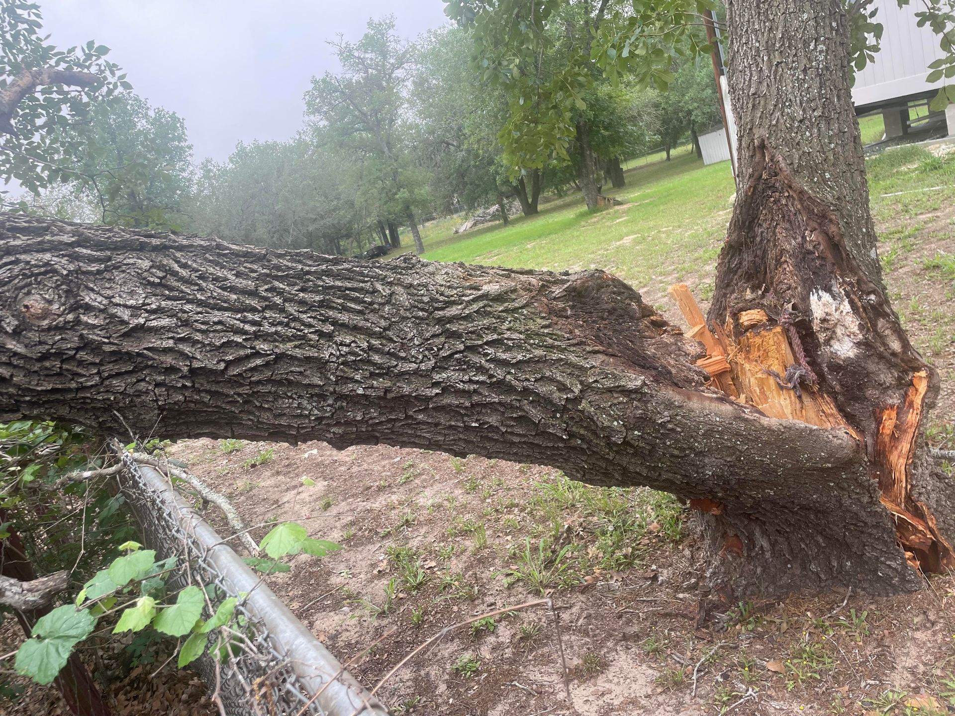 Damaged Tree Removal