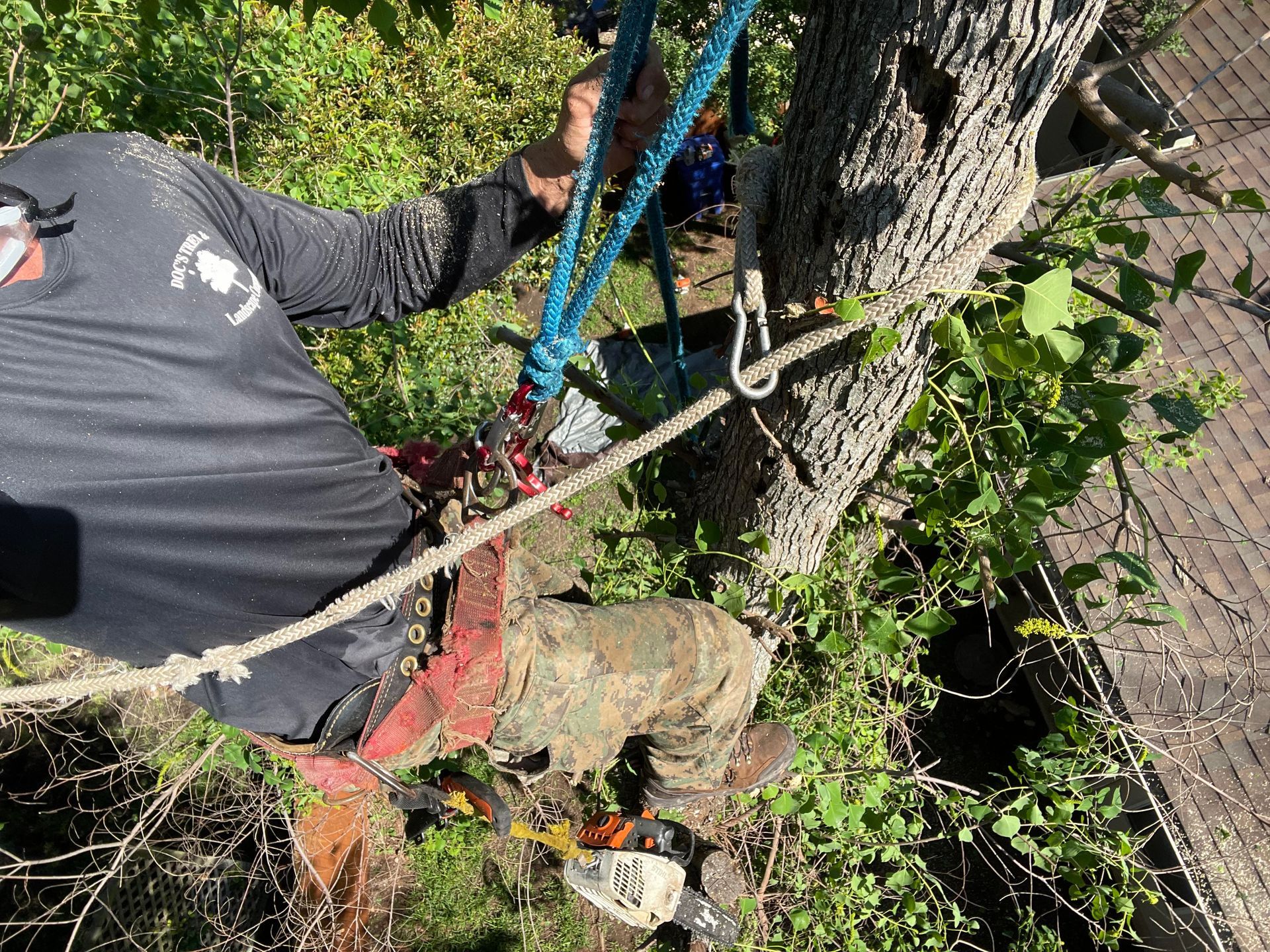 Tree Removal