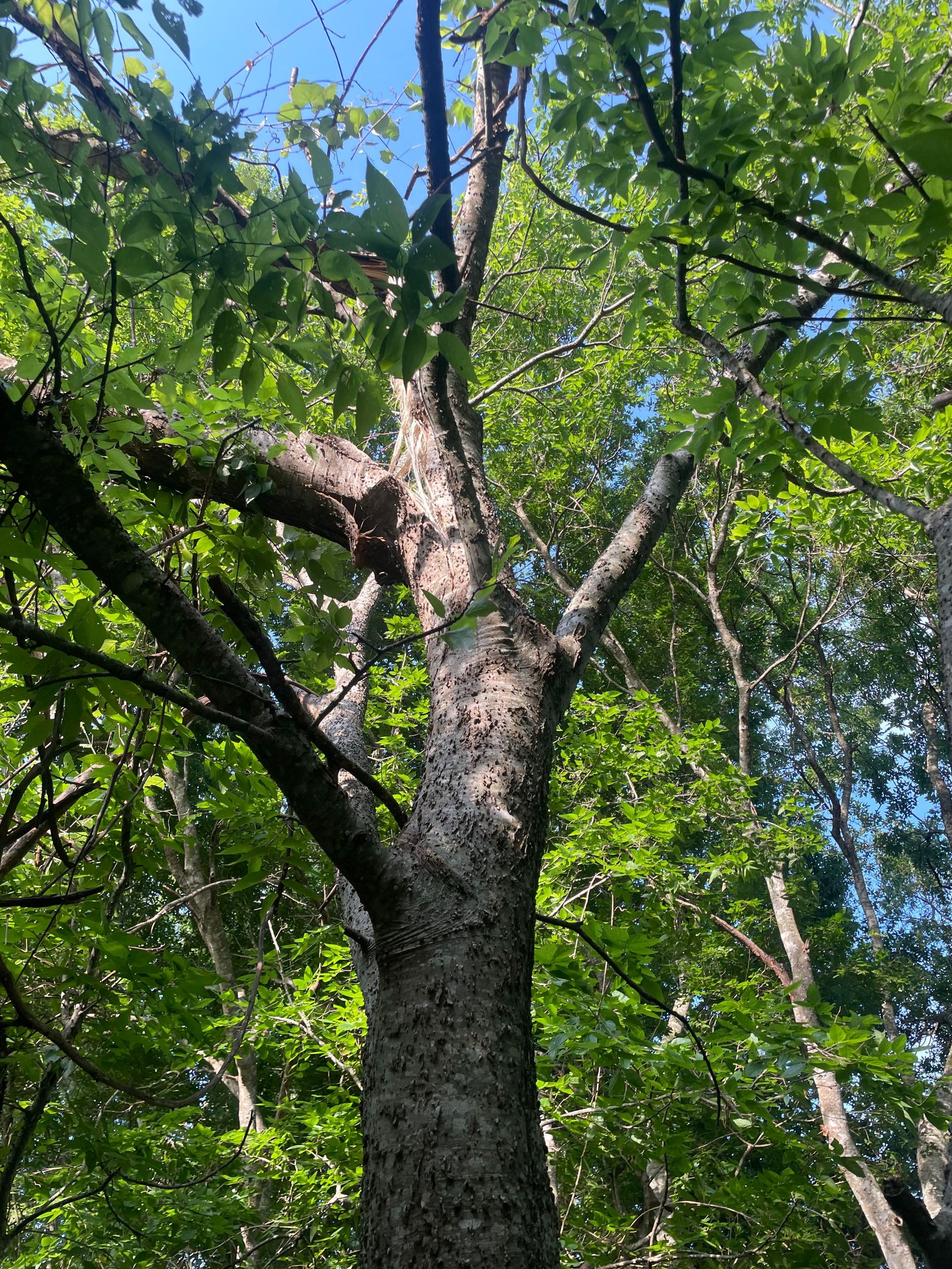 Tree Service