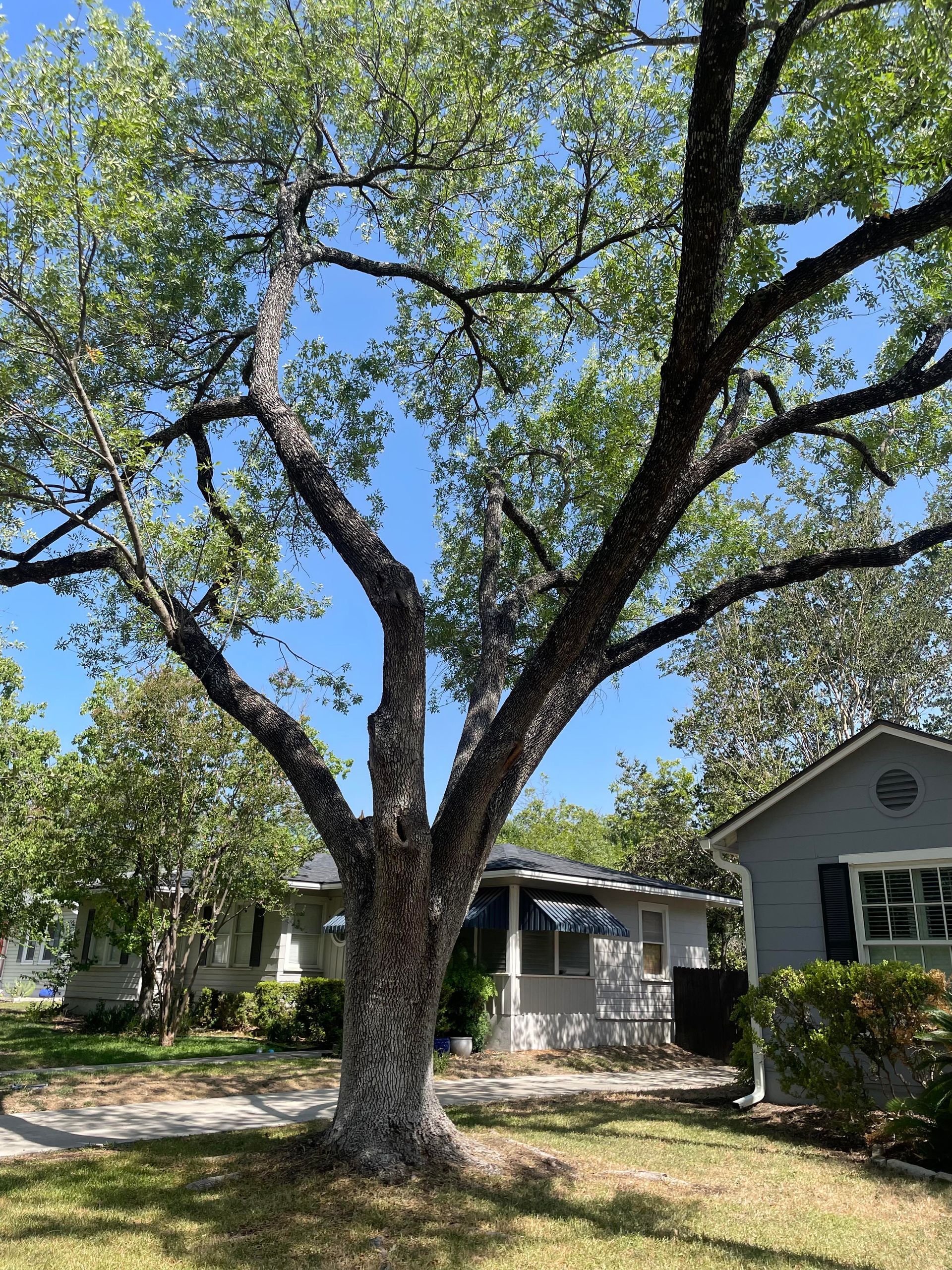 Tree Service