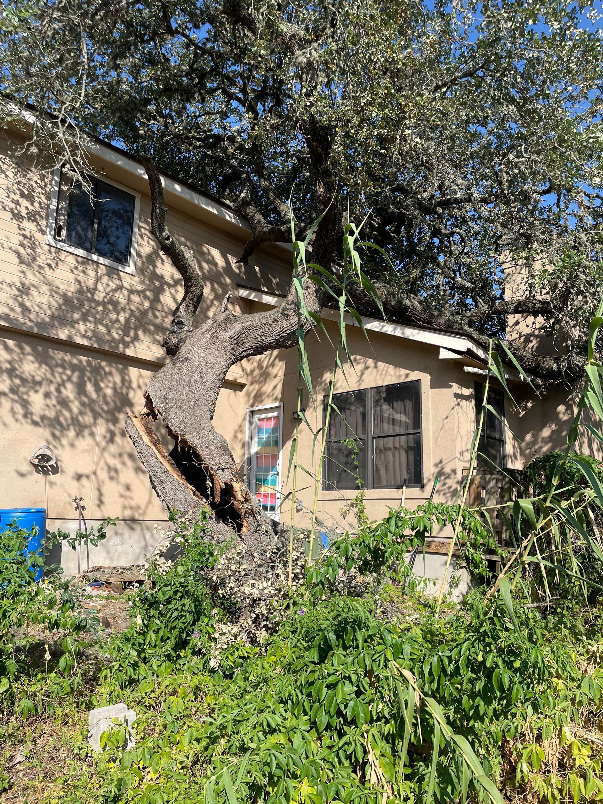 Tree Service