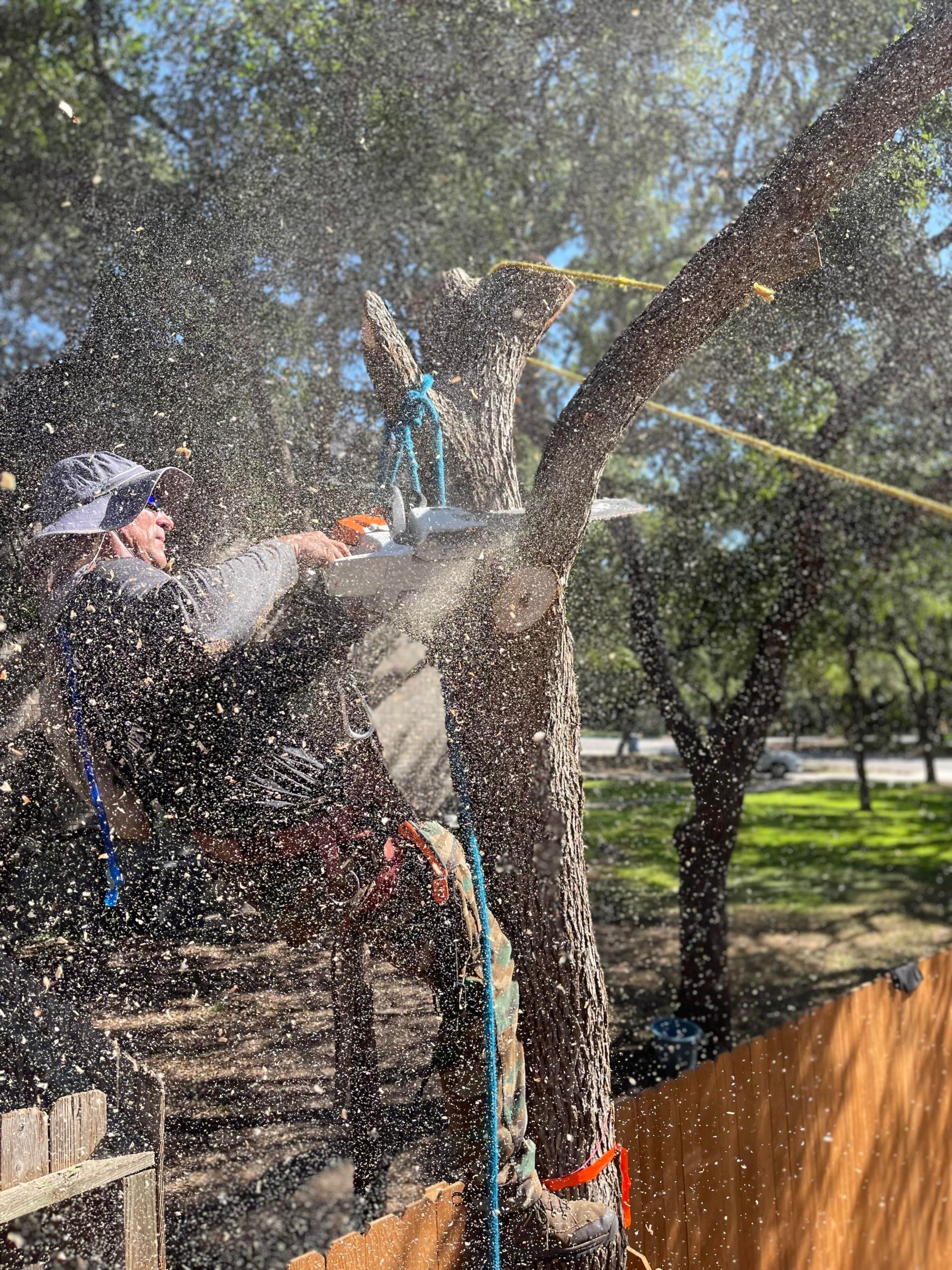 Tree Service