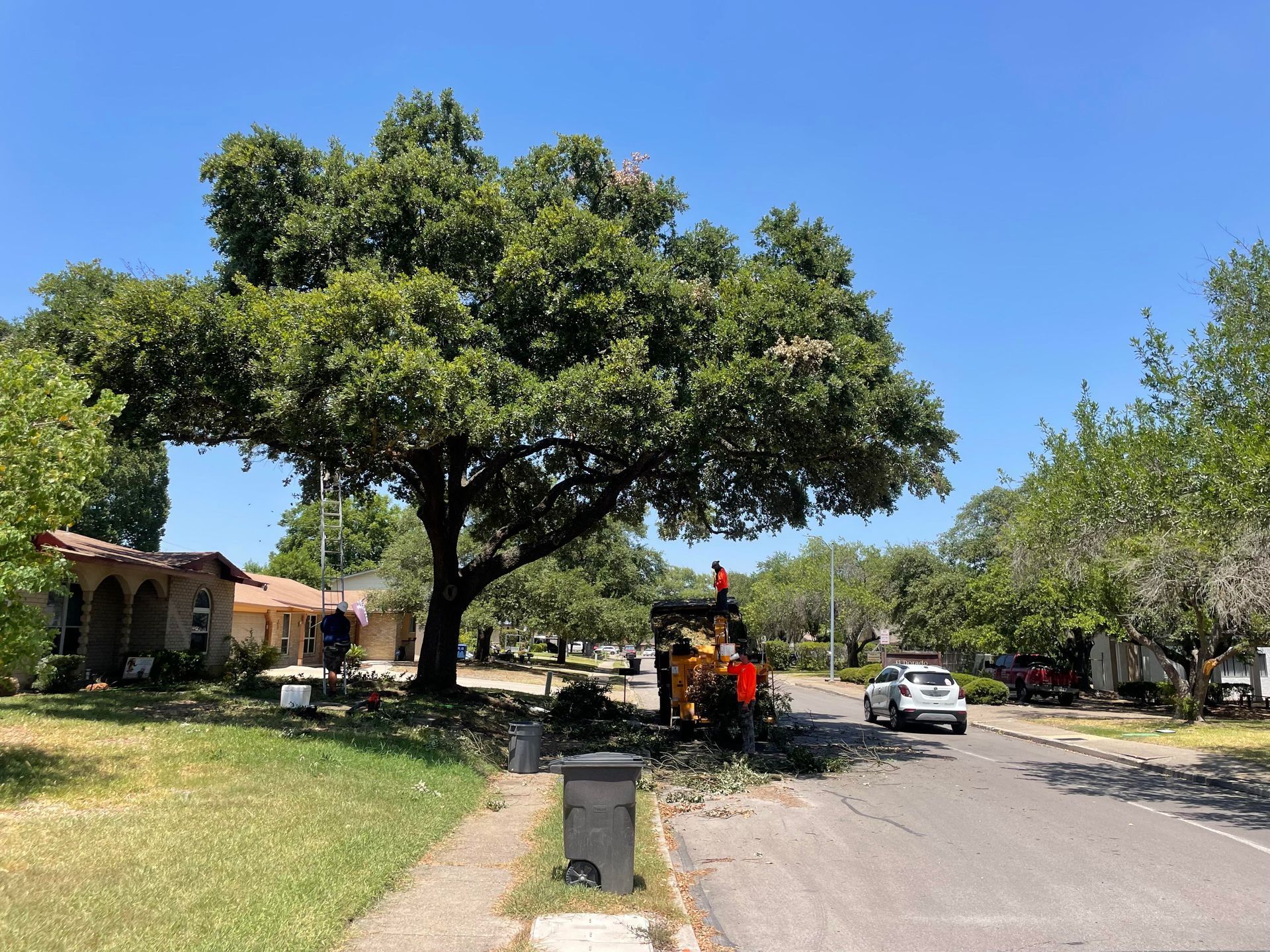 Tree Service