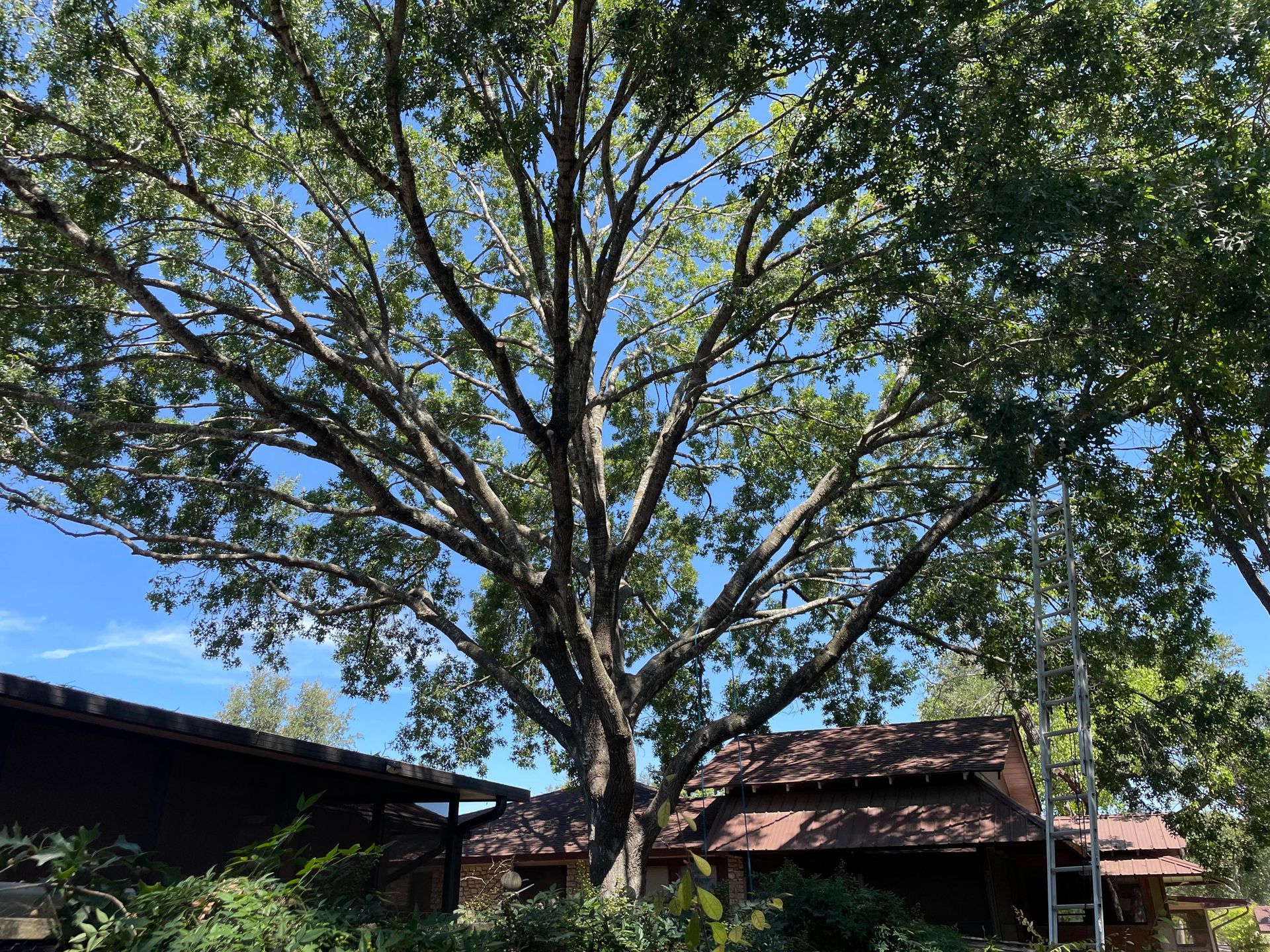 Tree Service