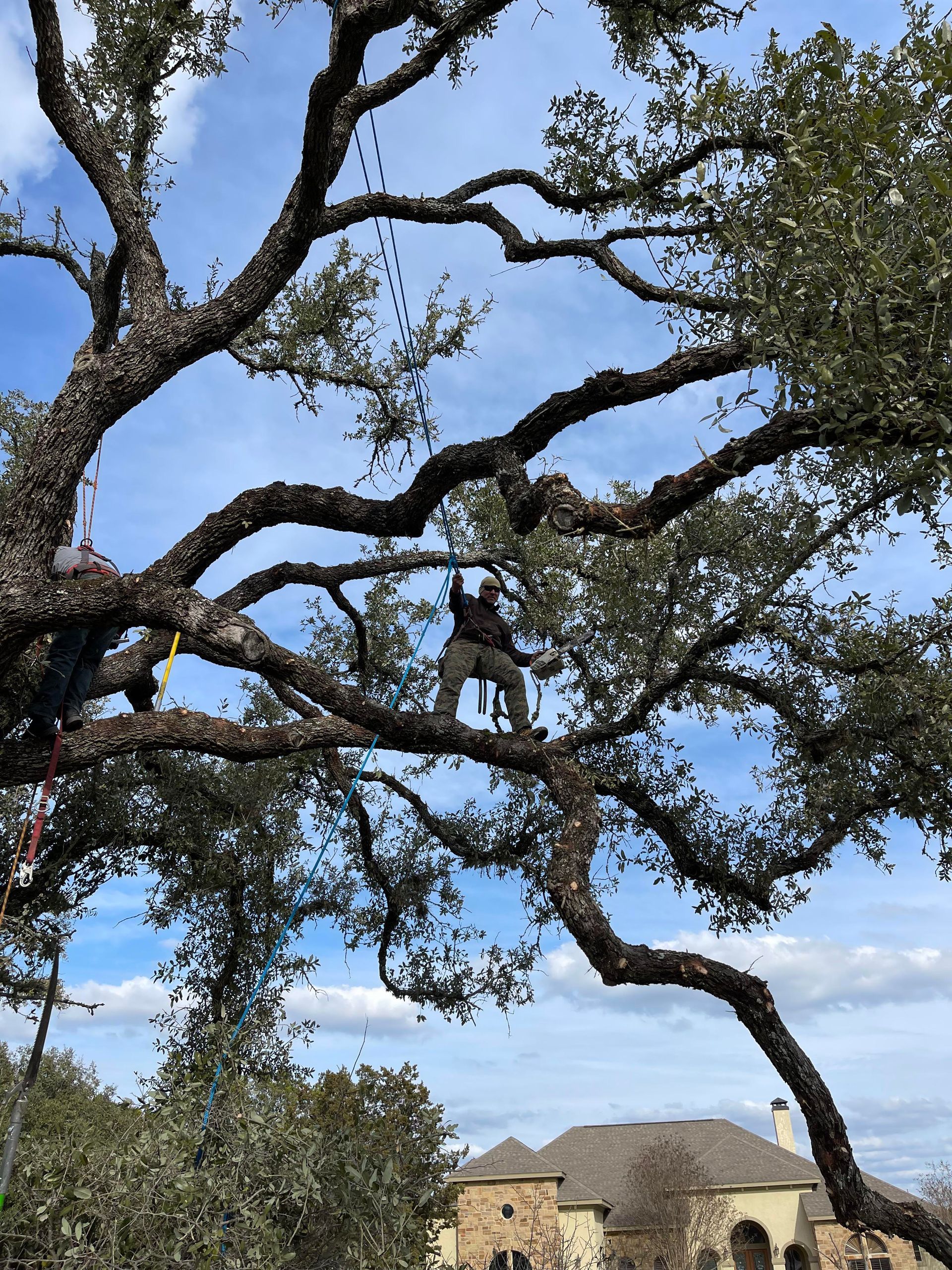 Tree Service