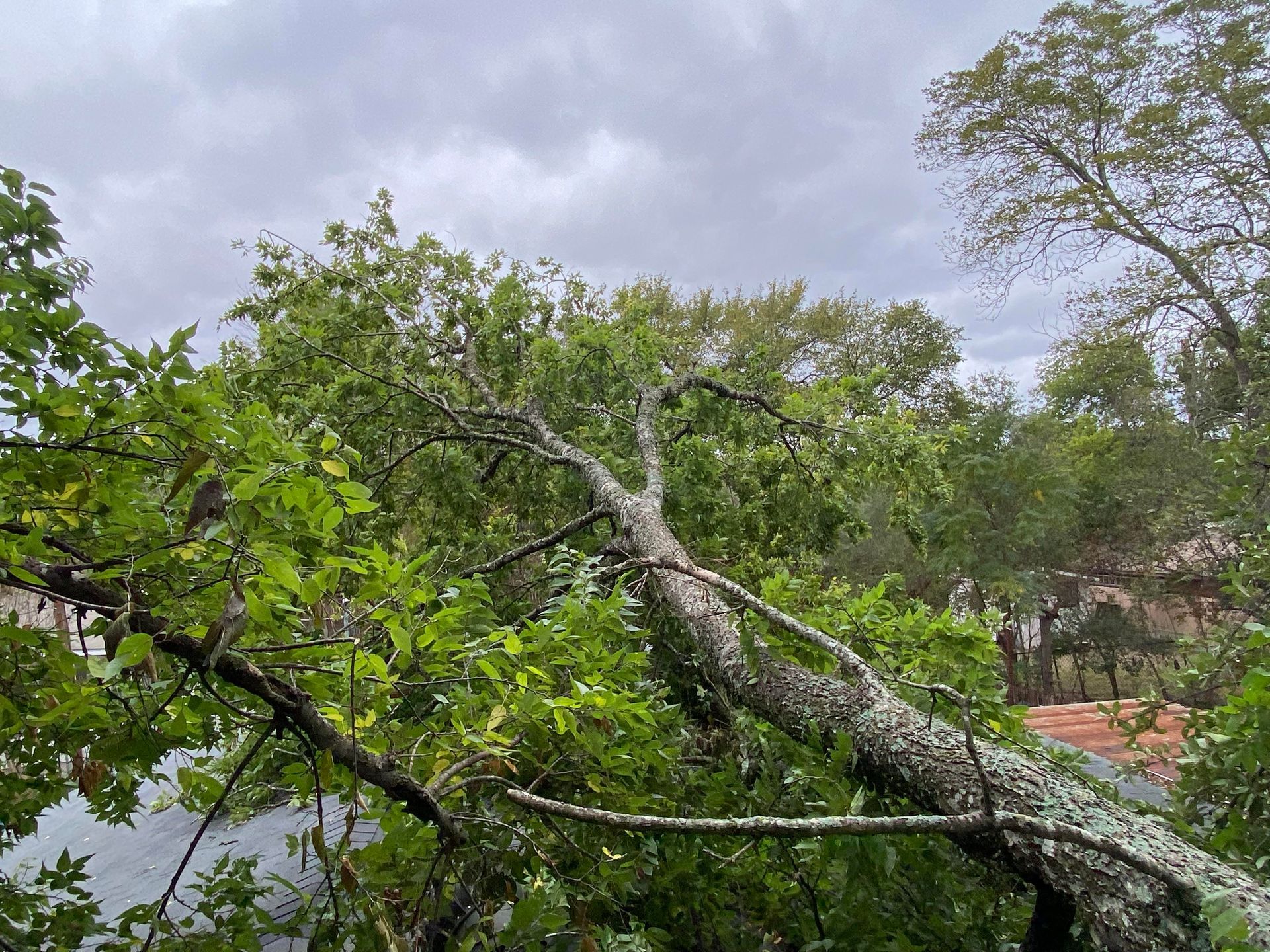 Tree Service