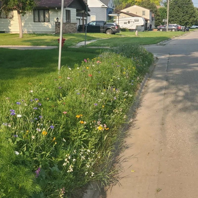Wildflowers growing between a sidewalk and grass lawn in a residential neighborhood.