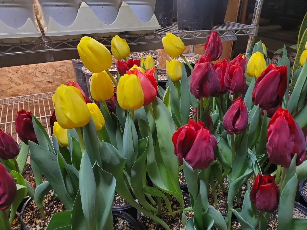 Yellow and red tulips blooming in pots, in a greenhouse setting.