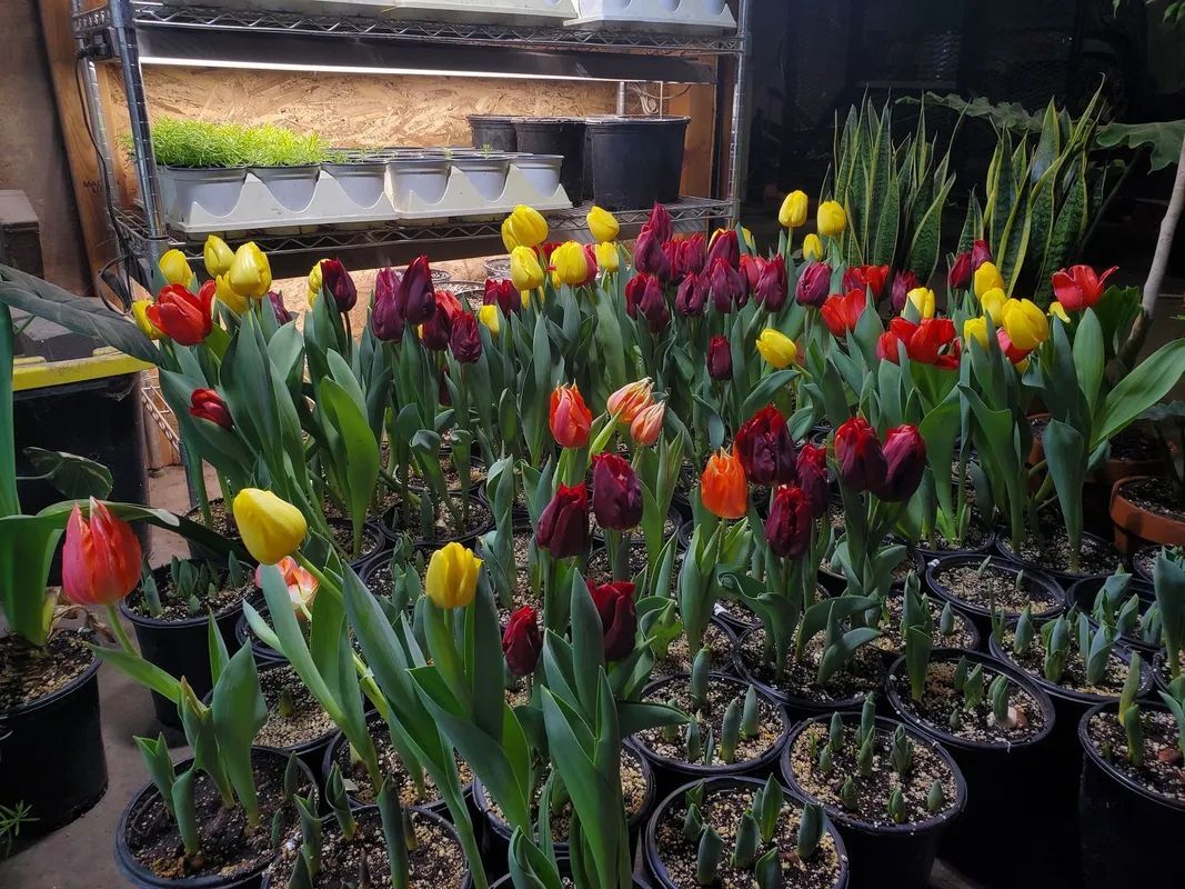 Colorful tulips in pots on display in a greenhouse setting.