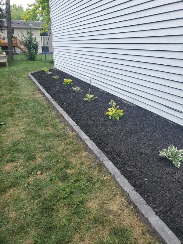A freshly mulched flower bed with green and yellow plants, along a white house.
