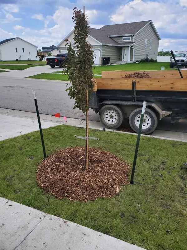 Newly planted tree in a lawn surrounded by mulch and supported by stakes, with a trailer in the background.