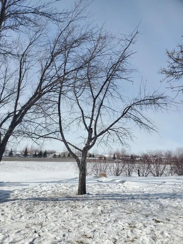 Bare tree in a snowy park under a blue sky, with a hint of houses in the background.