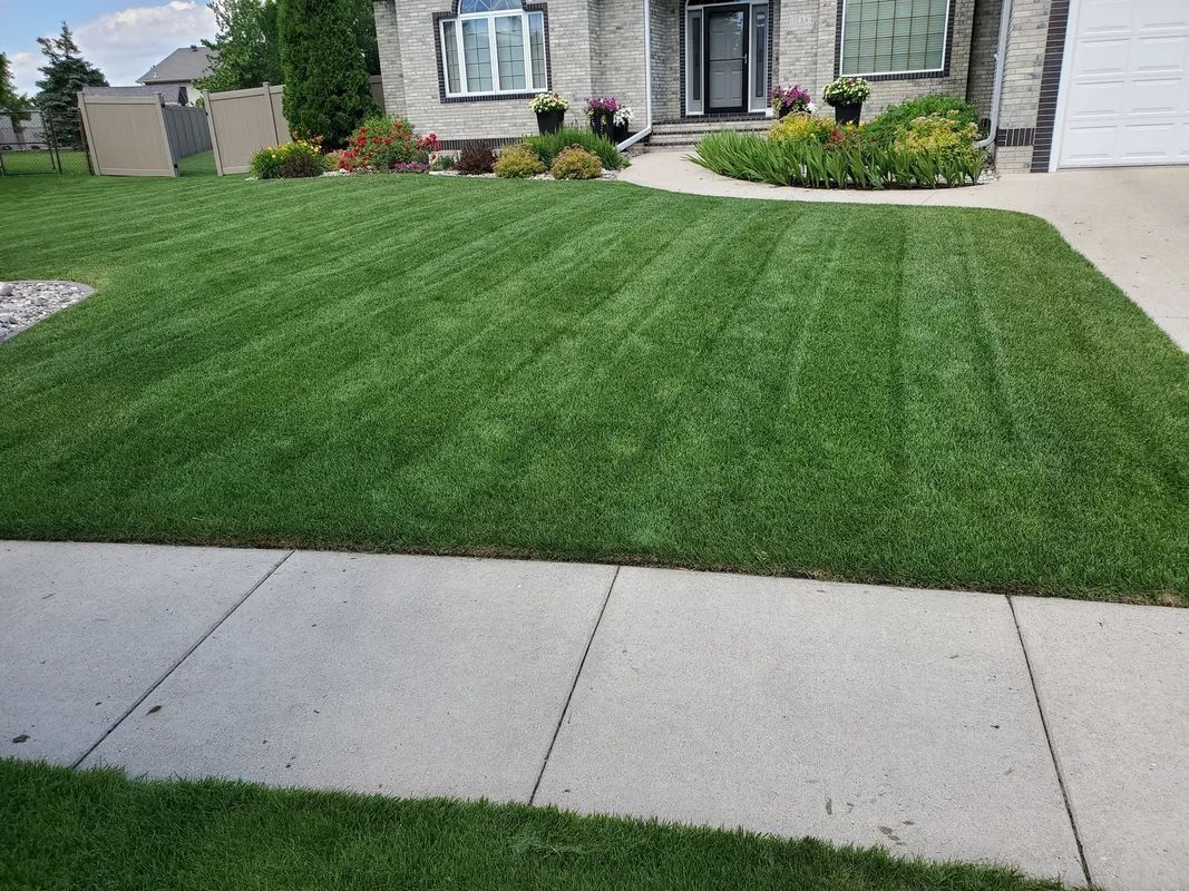 Well-manicured green lawn in front of a house, with a concrete sidewalk in the foreground.