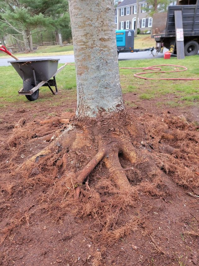 Tree trunk with exposed roots and mulch at the base in a yard, with a wheelbarrow and truck in the background
